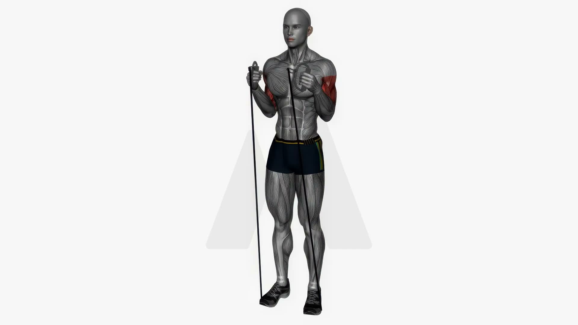 Hammer Curl Resistance Band Simultaneous exercise demonstration