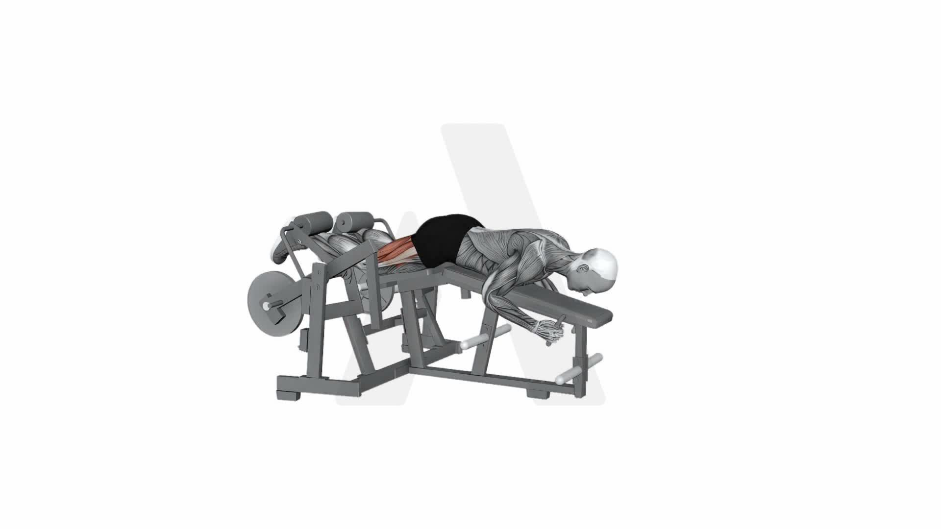 Hammer Strength Iso Lateral Leg Curl Both Leg exercise demonstration