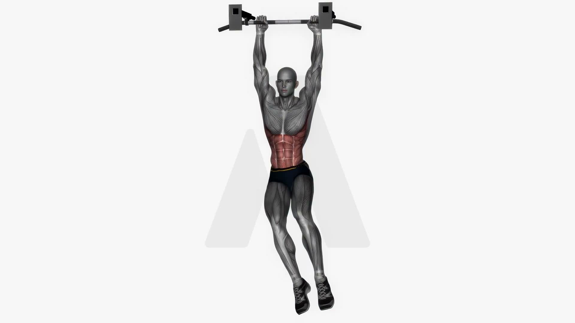 Hanging Oblique Crunches exercise demonstration