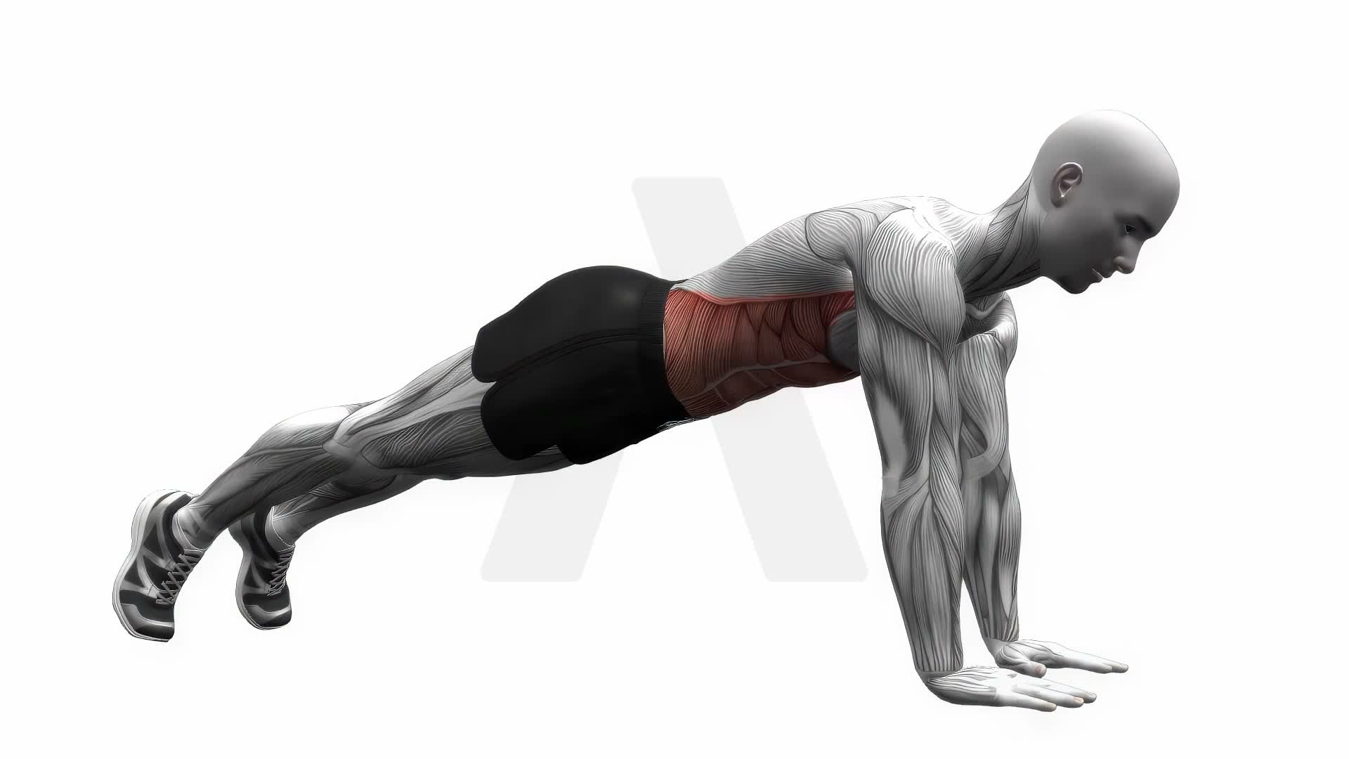 High Plank exercise demonstration