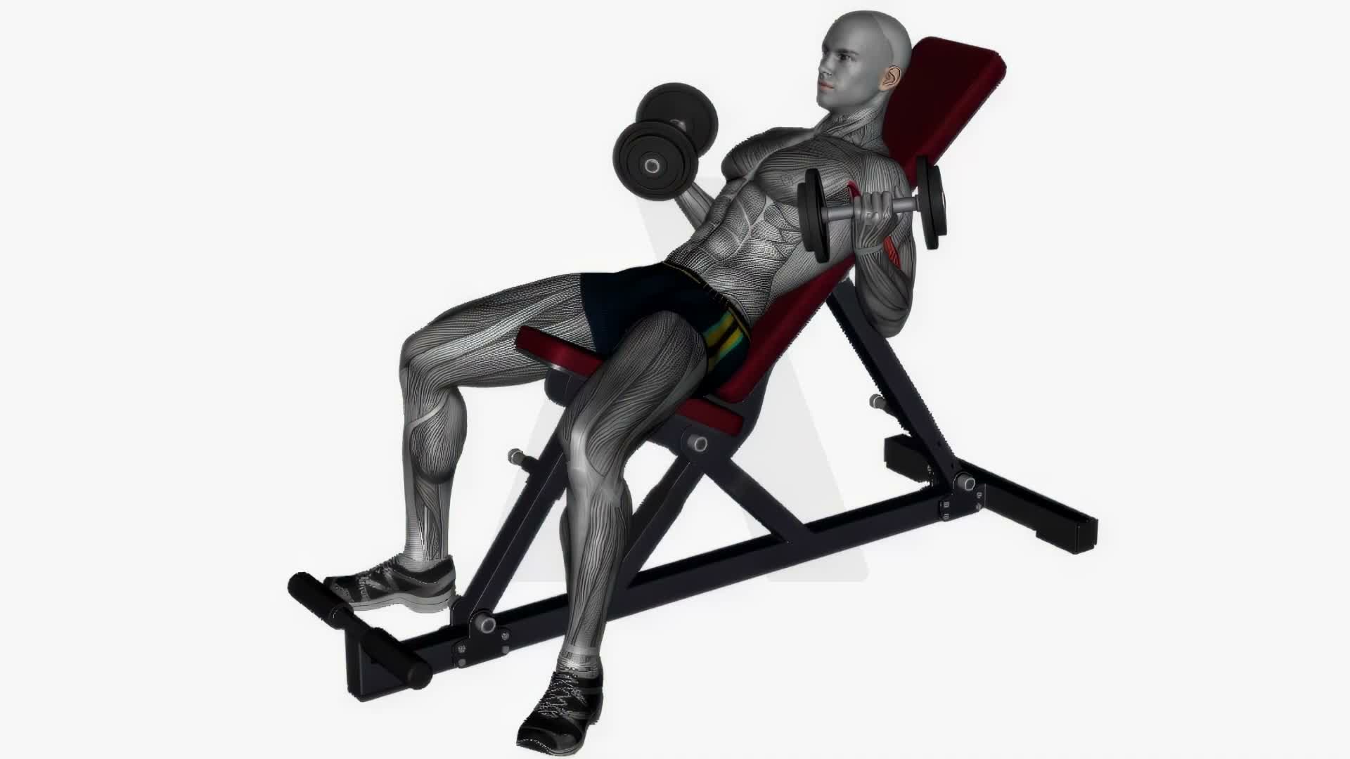 Incline Dumbbell Curl exercise demonstration
