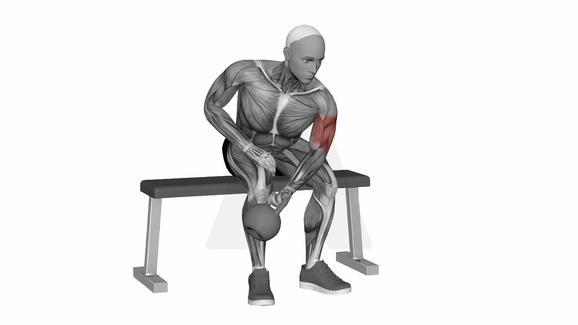 Kettlebell Concentration Curl exercise demonstration