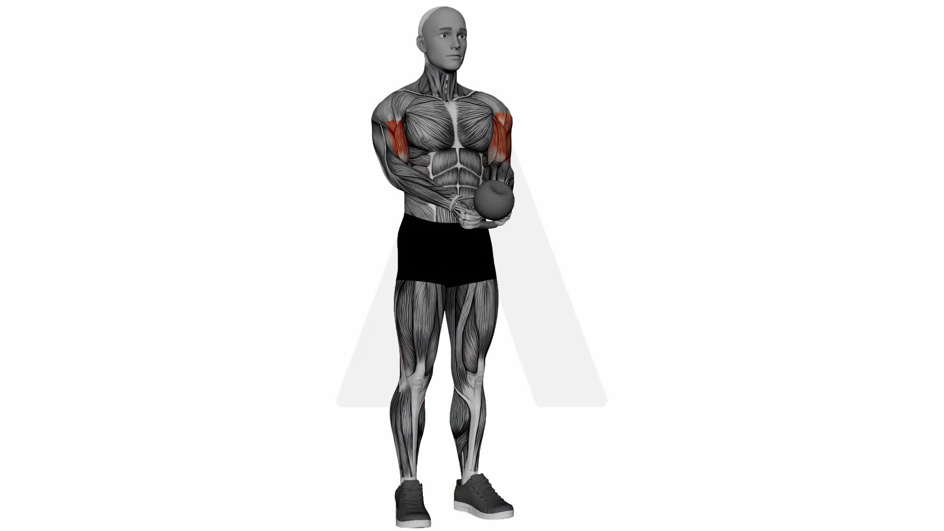 Kettlebell Curl exercise demonstration
