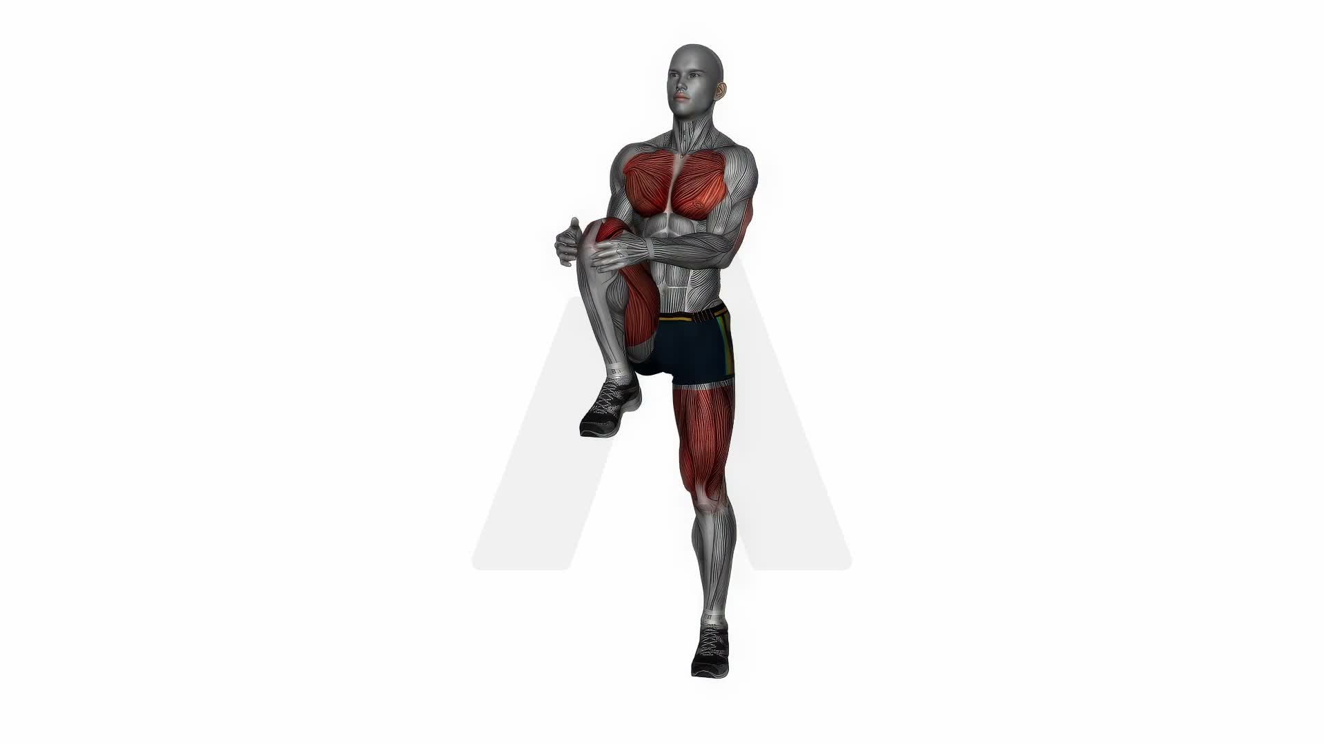Knee To Chest Stretch exercise demonstration