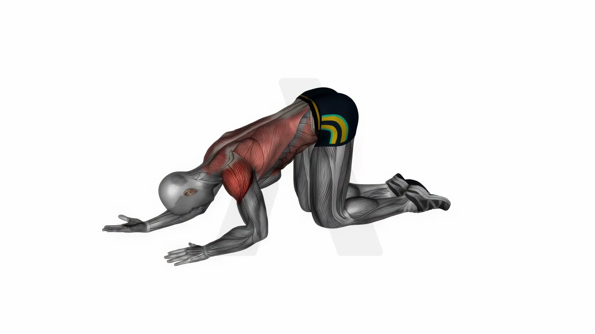 Kneeling Lat Floor Stretch exercise demonstration