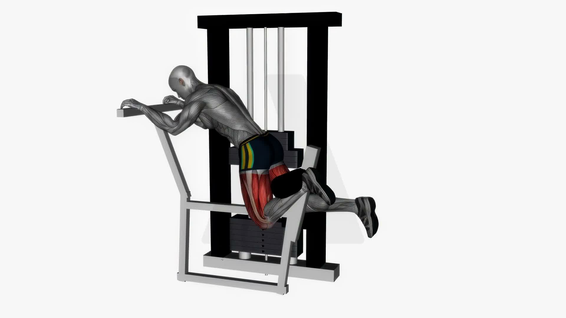 Kneeling Leg Curl Machine exercise demonstration
