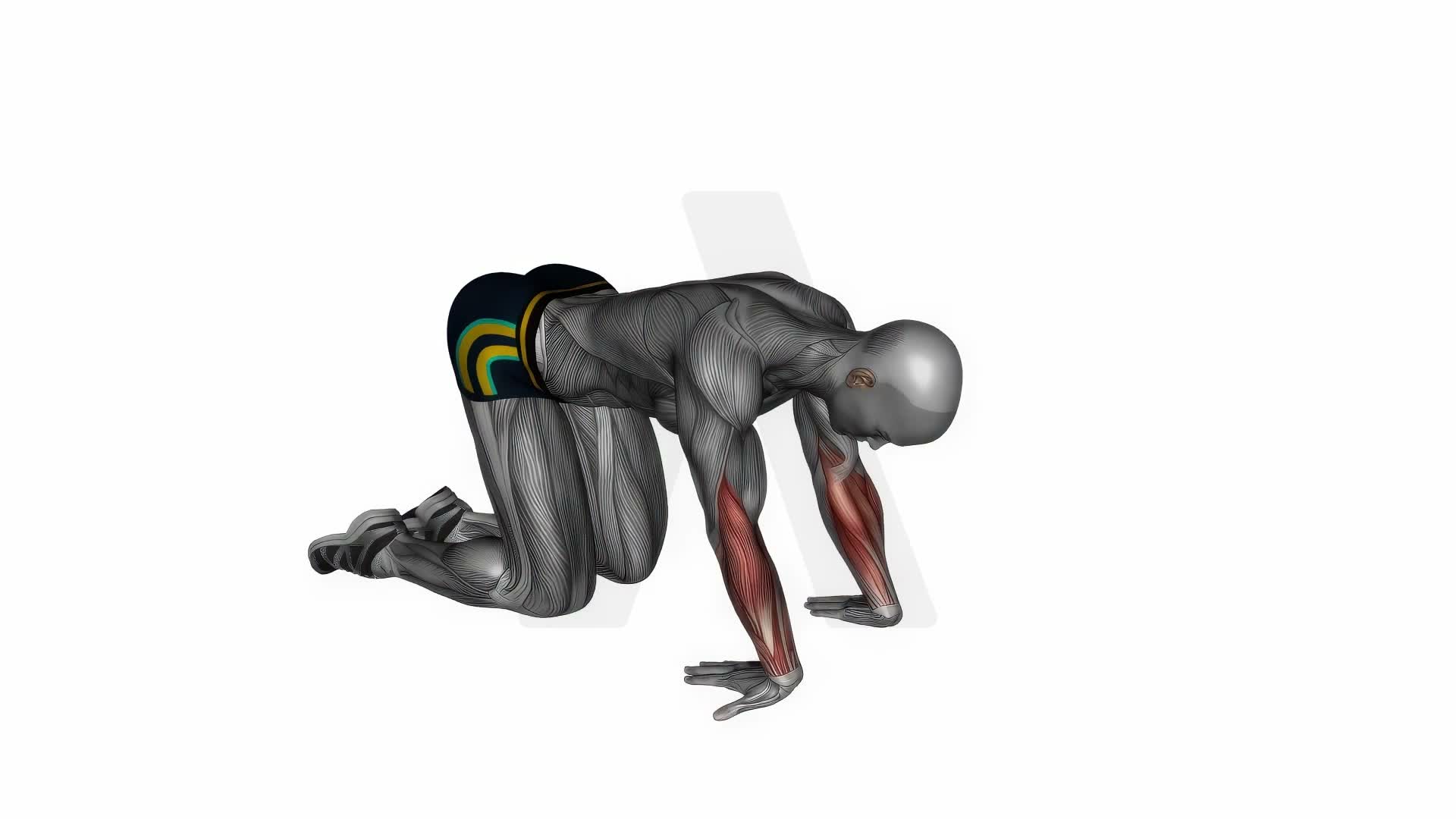 Kneeling Wrist Flexor Stretch exercise demonstration