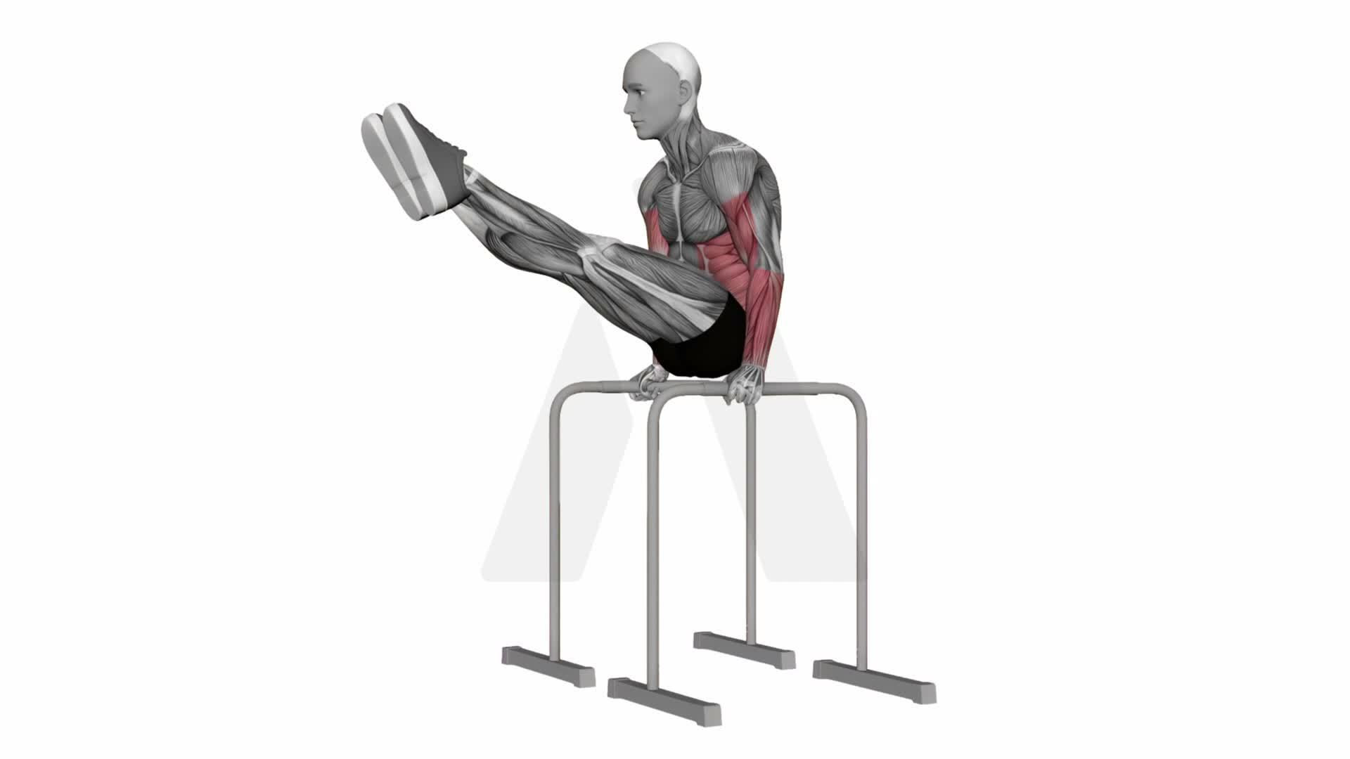 L Sit Hold exercise demonstration