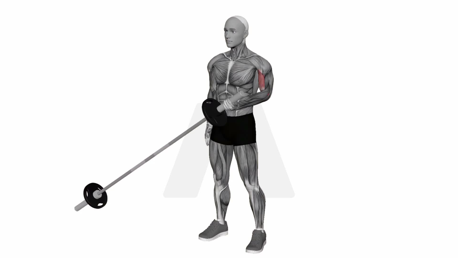 Landmine Bicep Curl exercise demonstration