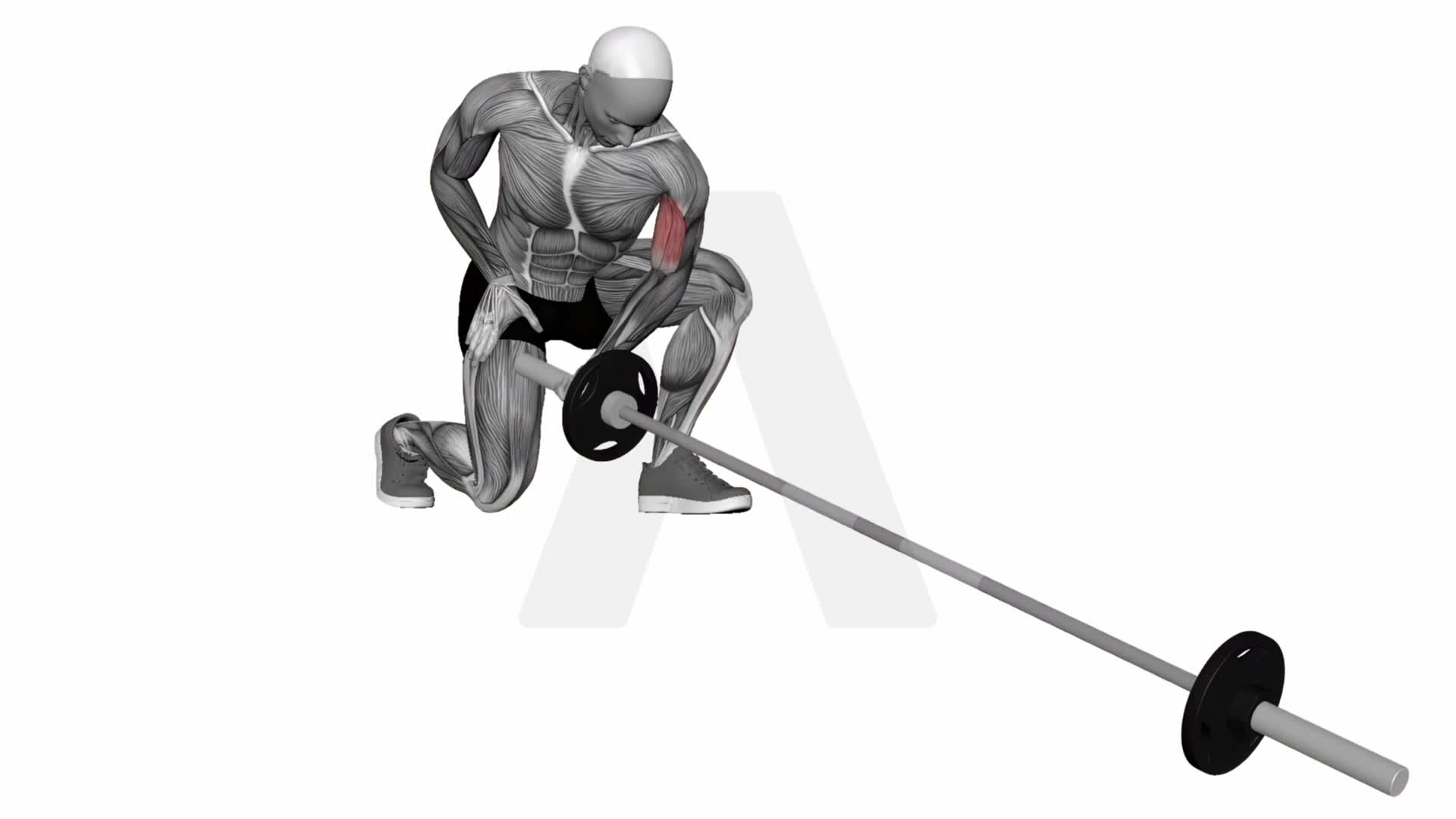 Landmine Concentration Curl exercise demonstration