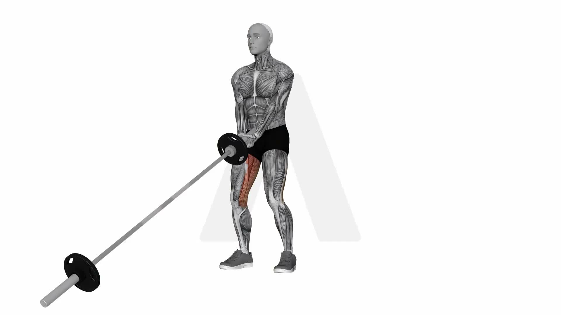 Landmine Romanian Deadlift exercise demonstration