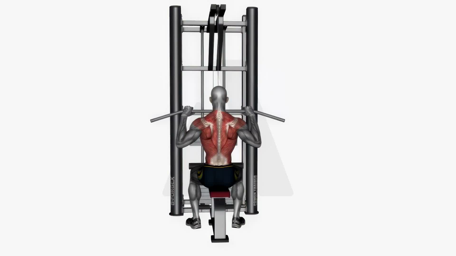 Lat Pull Down Close Grip exercise demonstration