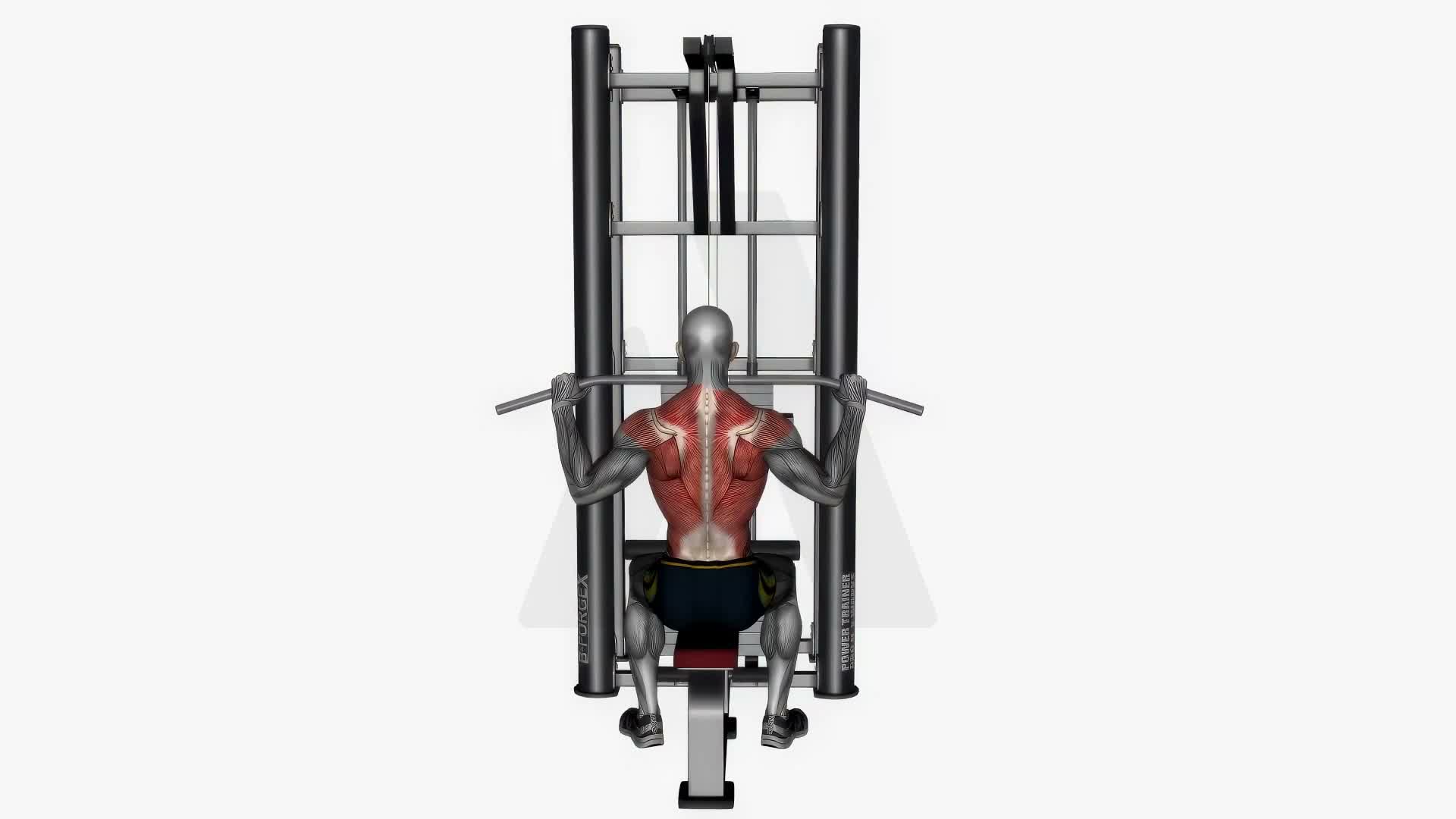 Lat Pull Down Normal Grip exercise demonstration