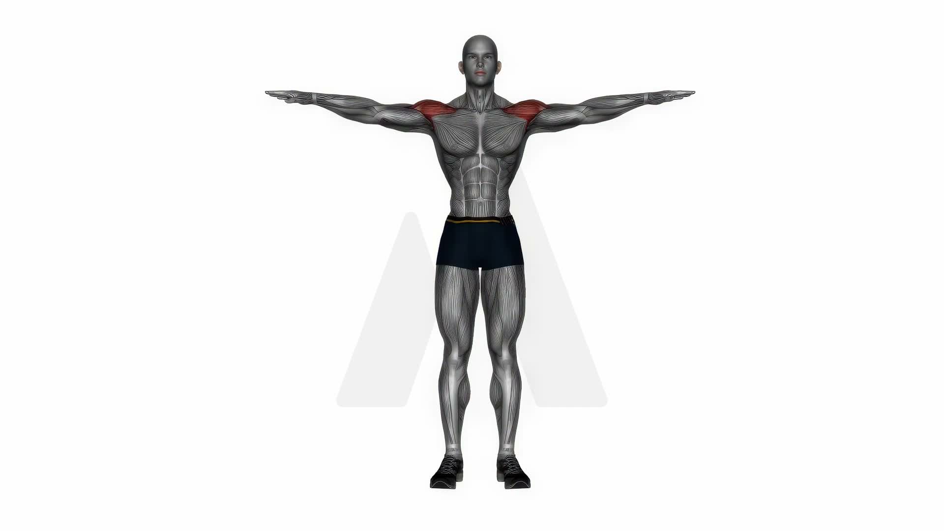 Lateral Raise Bodyweight exercise demonstration