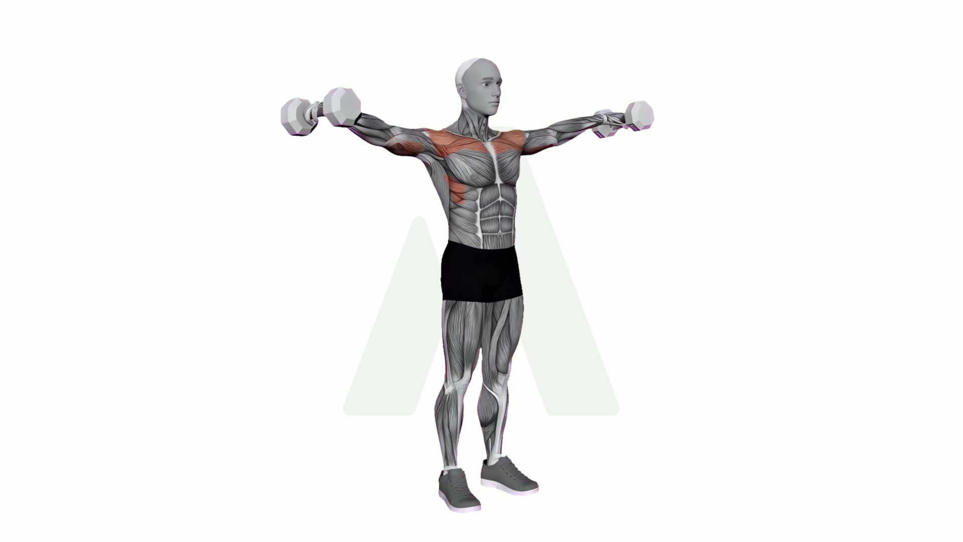 Dumbbell Lateral Raise exercise demonstration