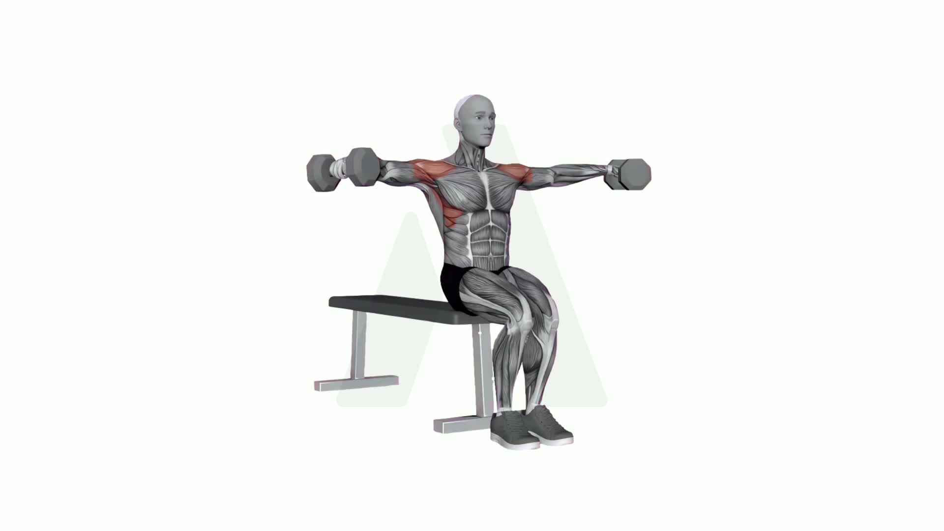 Lateral Raises Dumbbell Seated With Swing exercise demonstration