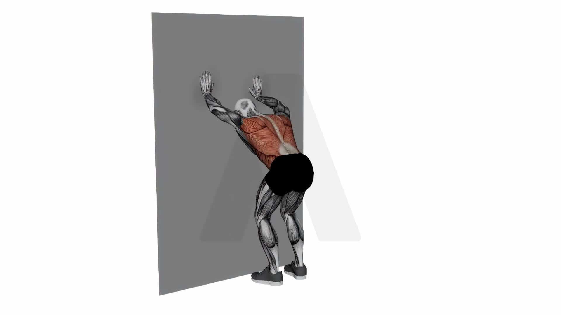 Lats Stretch On Wall exercise demonstration