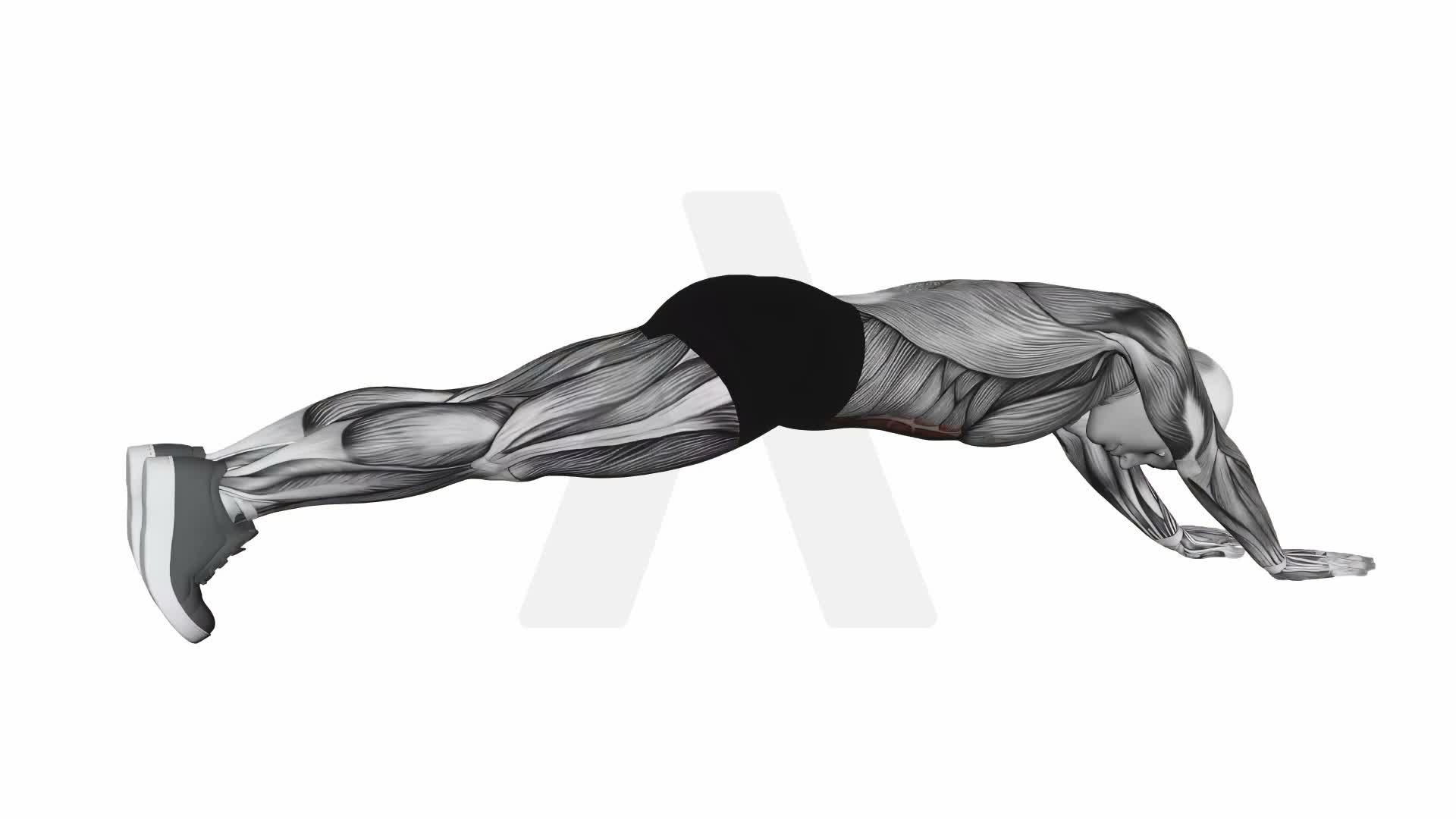 Long Lever Plank exercise demonstration