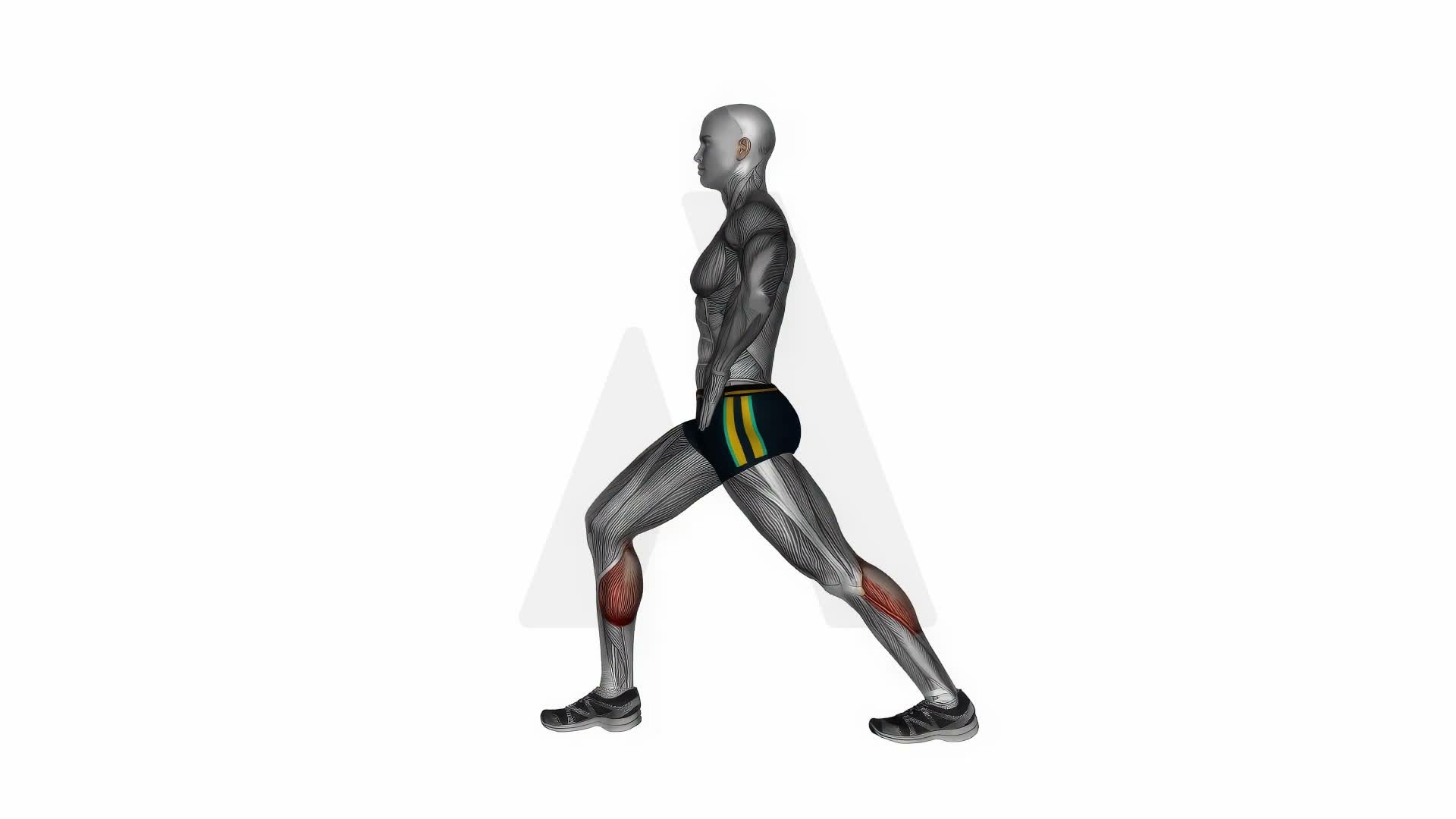Lunging Straight Leg Calf Stretch exercise demonstration