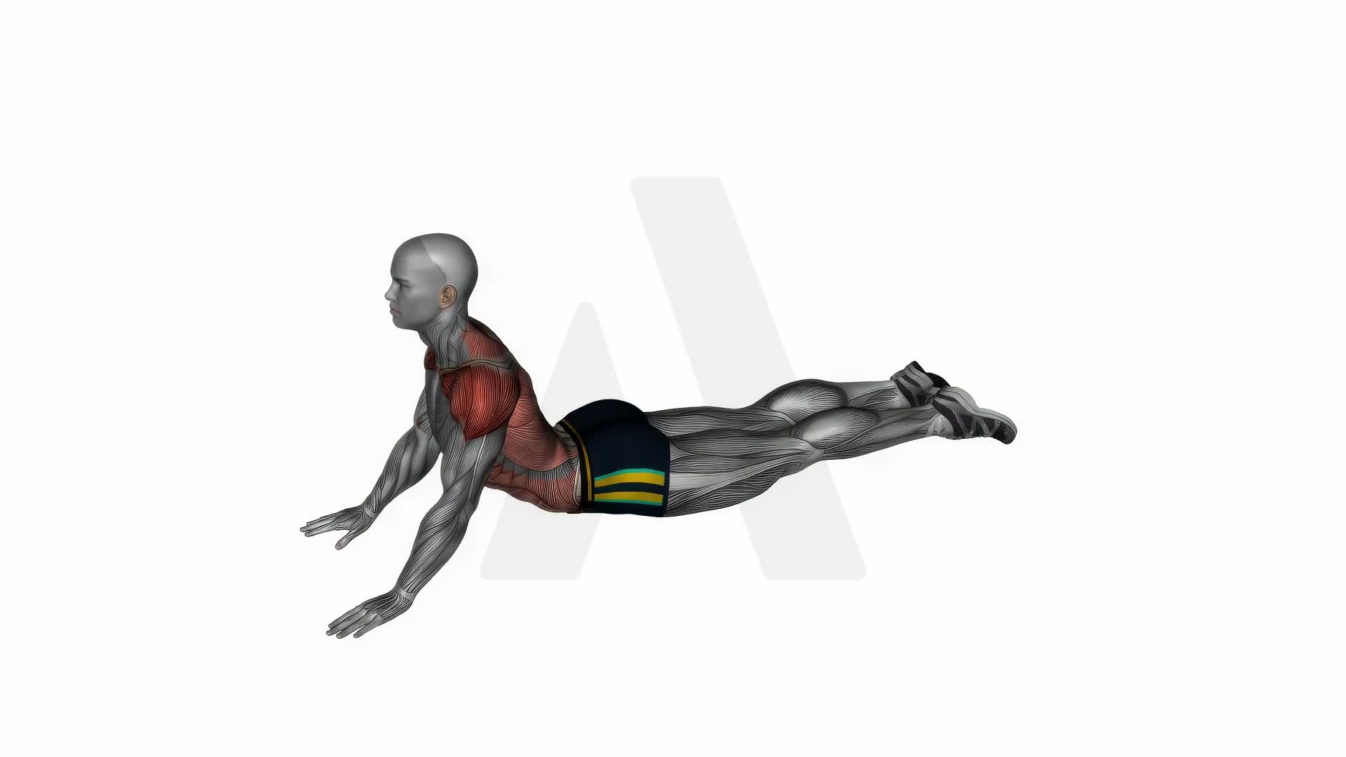 Lying (Prone) Abdominal Stretch exercise demonstration