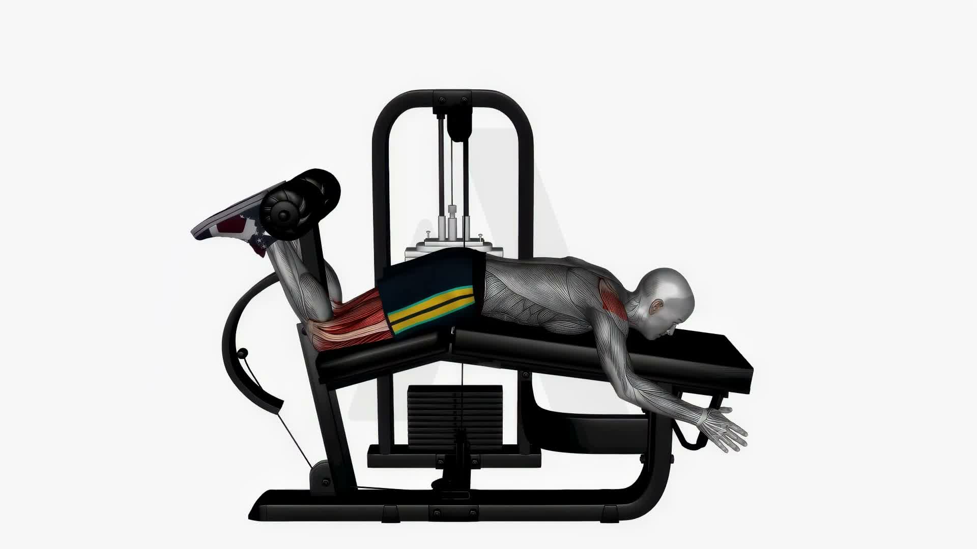 Lying Leg Curl exercise demonstration