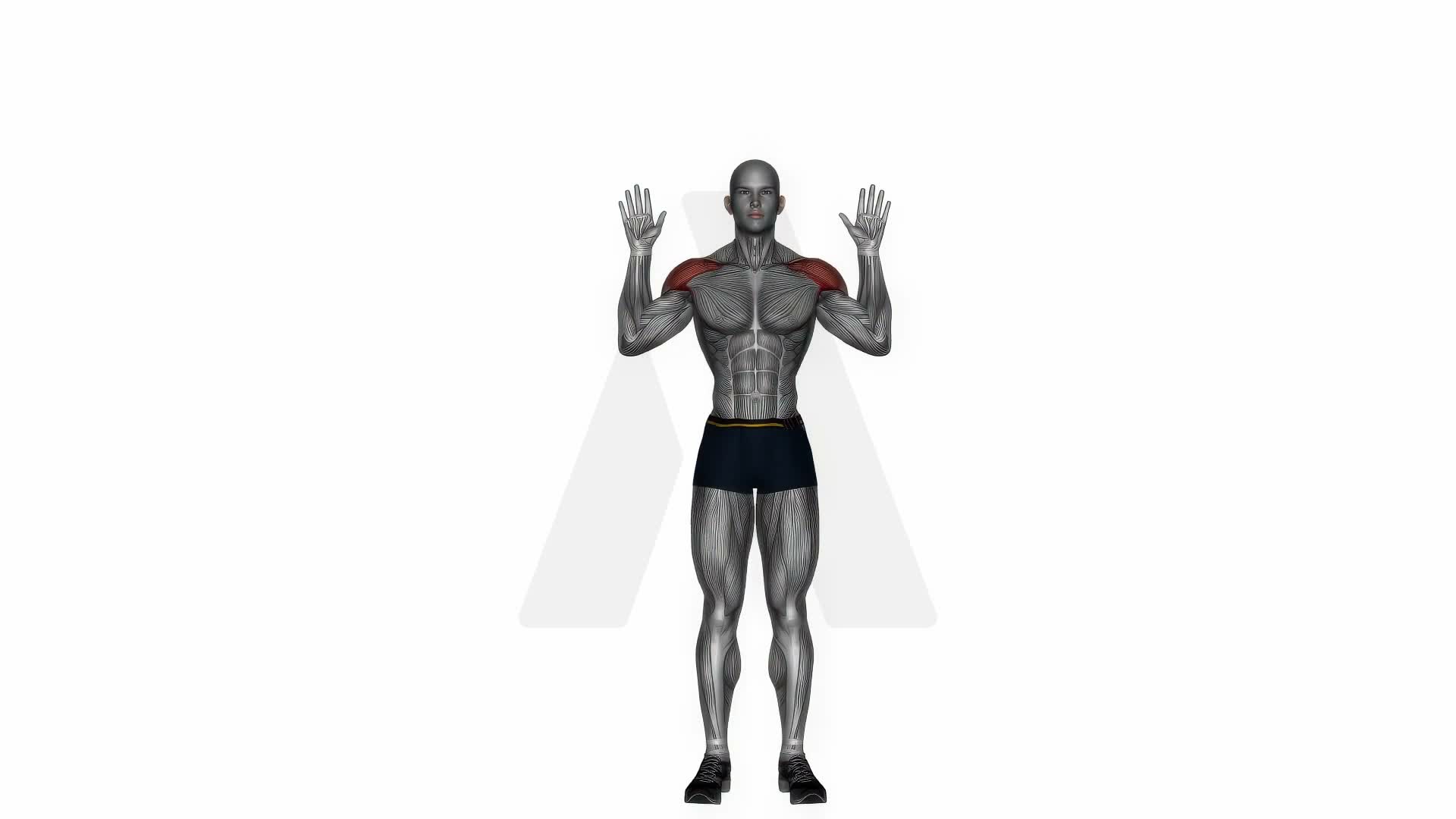 Military Press Bodyweight exercise demonstration