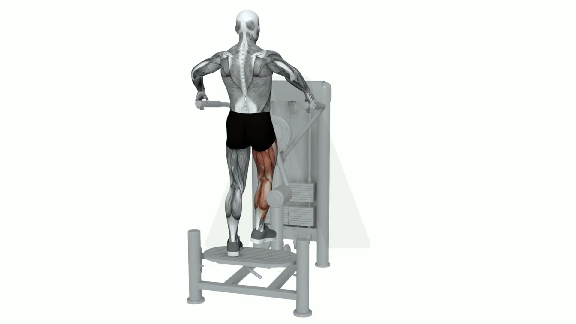 Multi Hip Abduction exercise demonstration