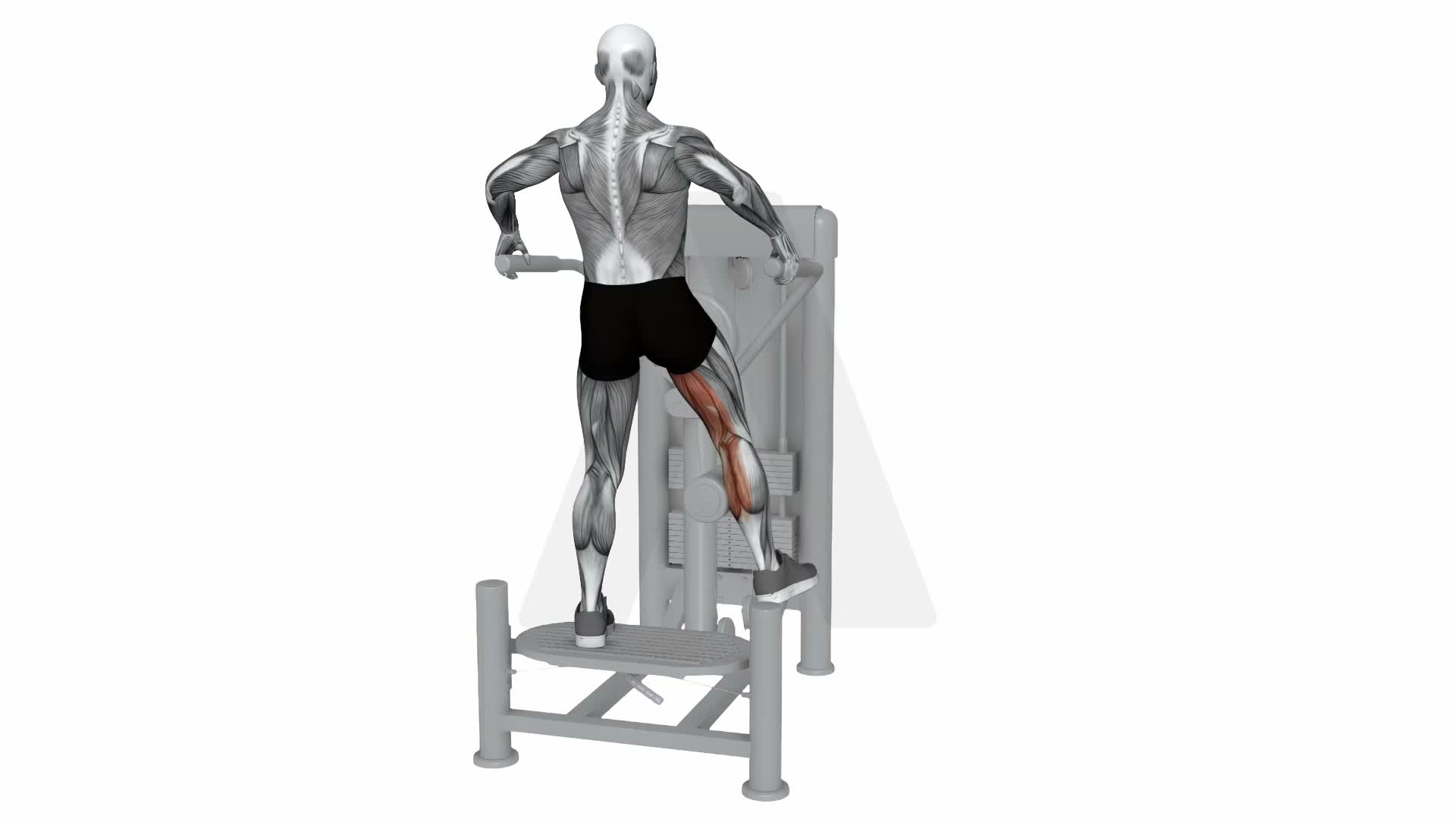 Multi Hip Adduction exercise demonstration