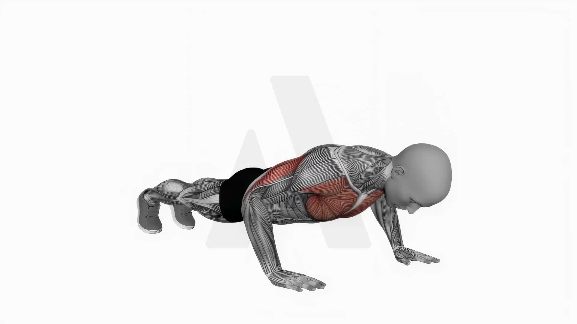 Normal Push Up exercise demonstration