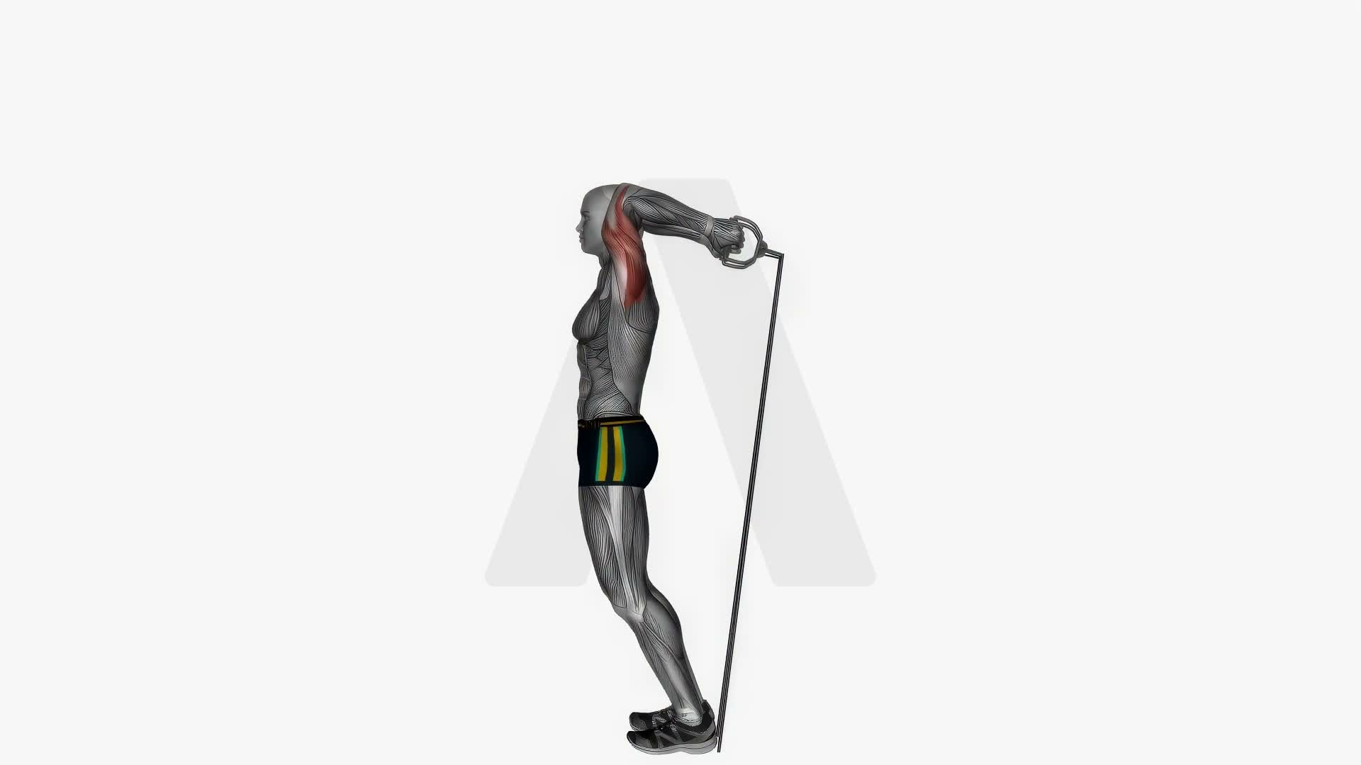 Overhead Extension Resistance Band Both Arms exercise demonstration