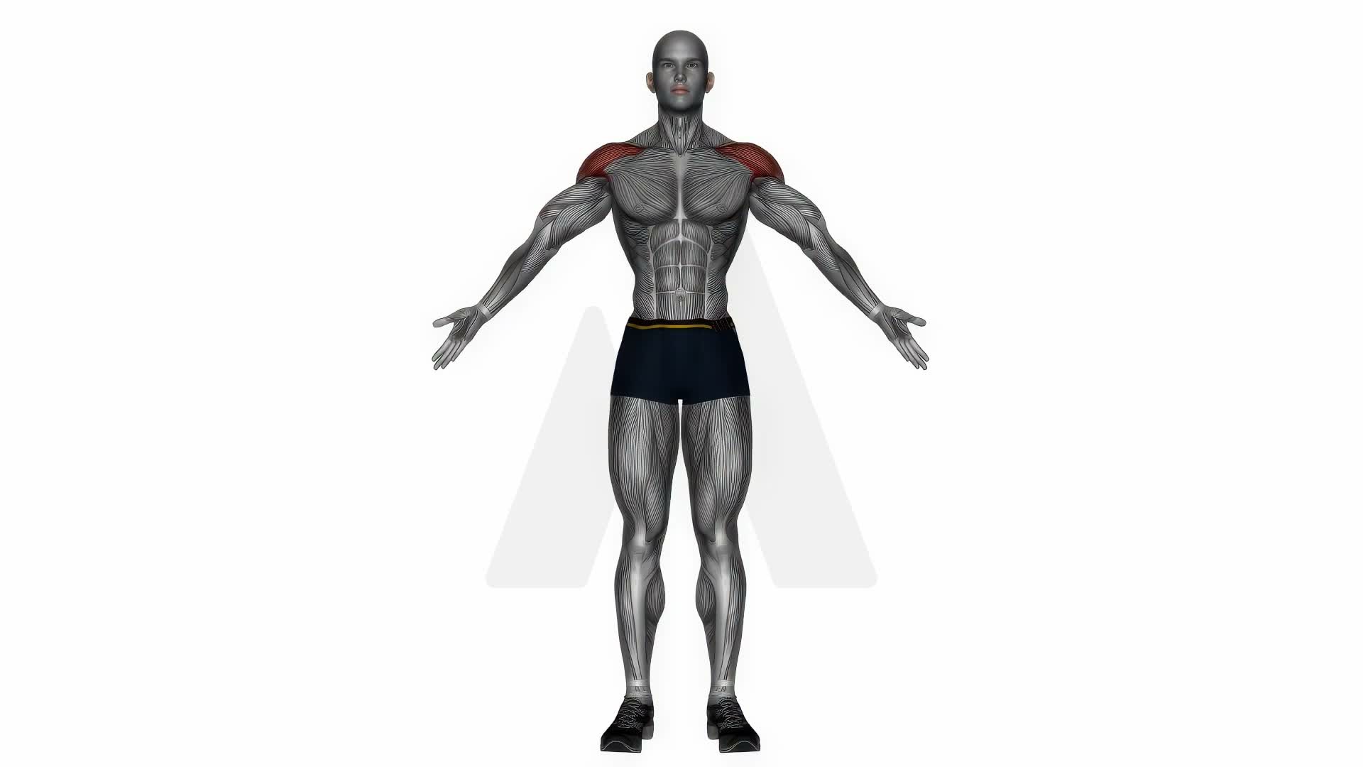 Palm Up Palm Down Rotation exercise demonstration
