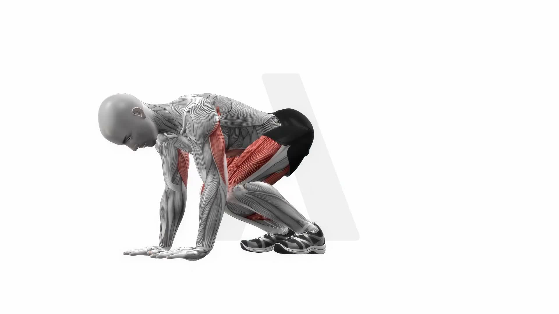 Plank Knee Tucks exercise demonstration