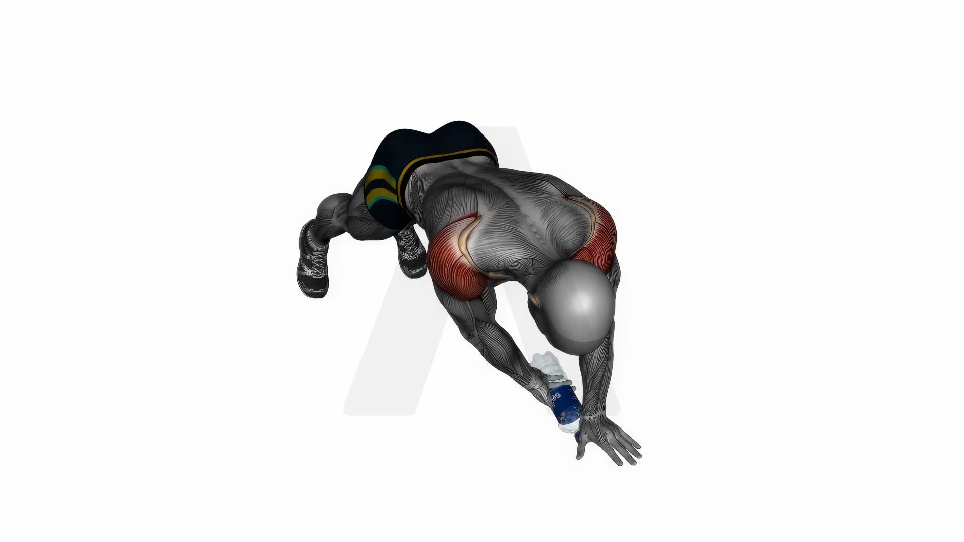 Plank Reverse Fly With Bottle exercise demonstration