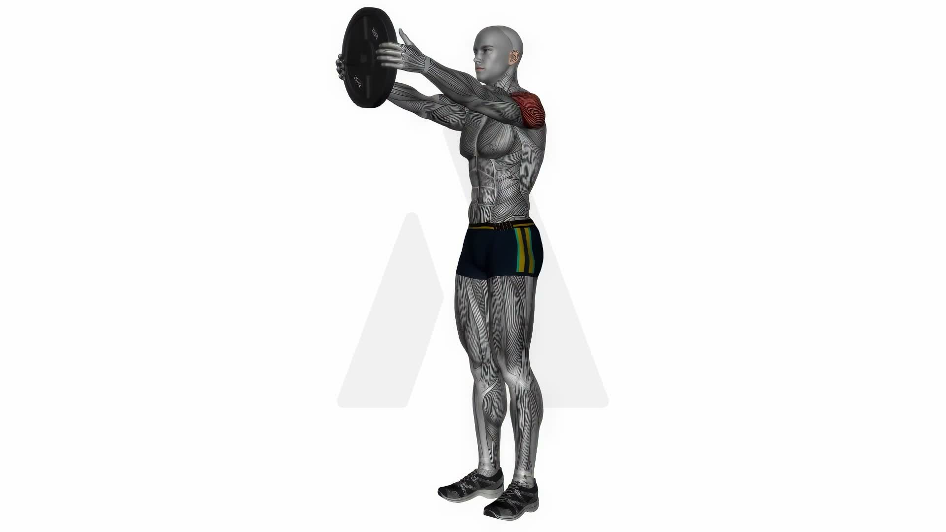 Plate Front Raise exercise demonstration