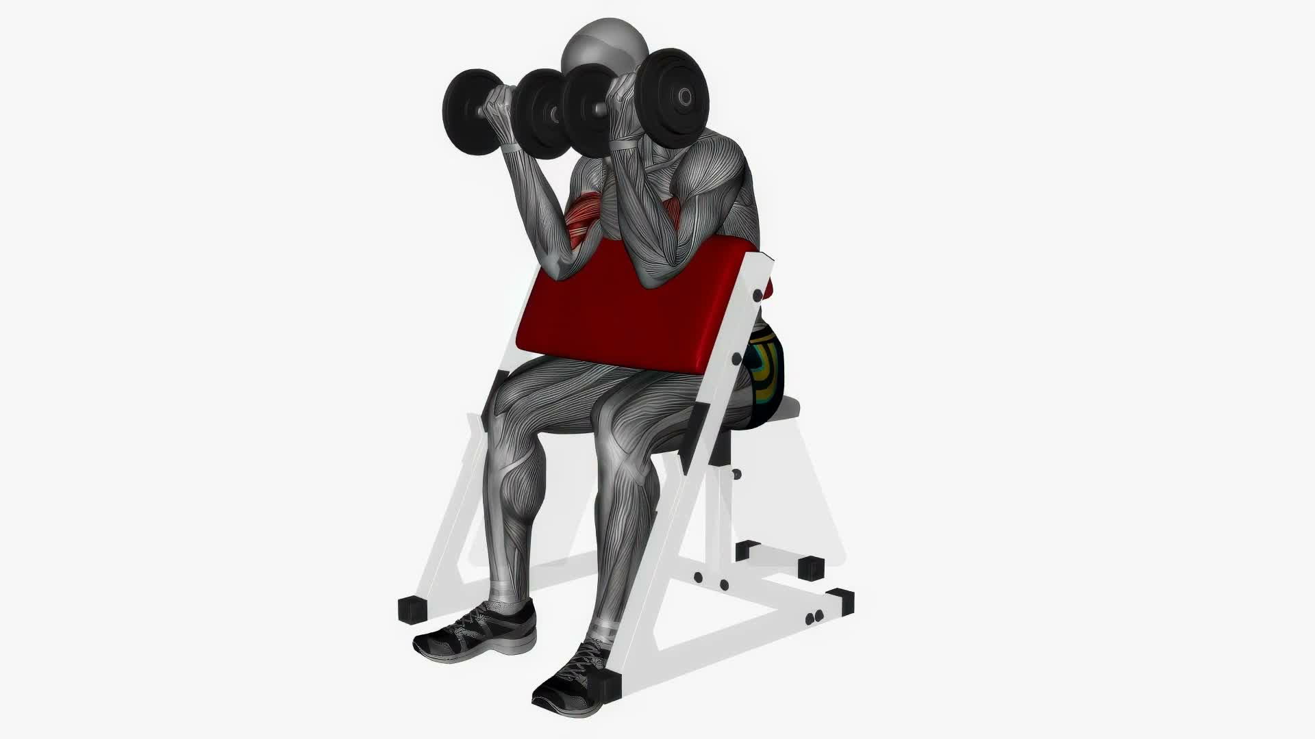 Preacher Curl Dumbbells Simultaneous exercise demonstration