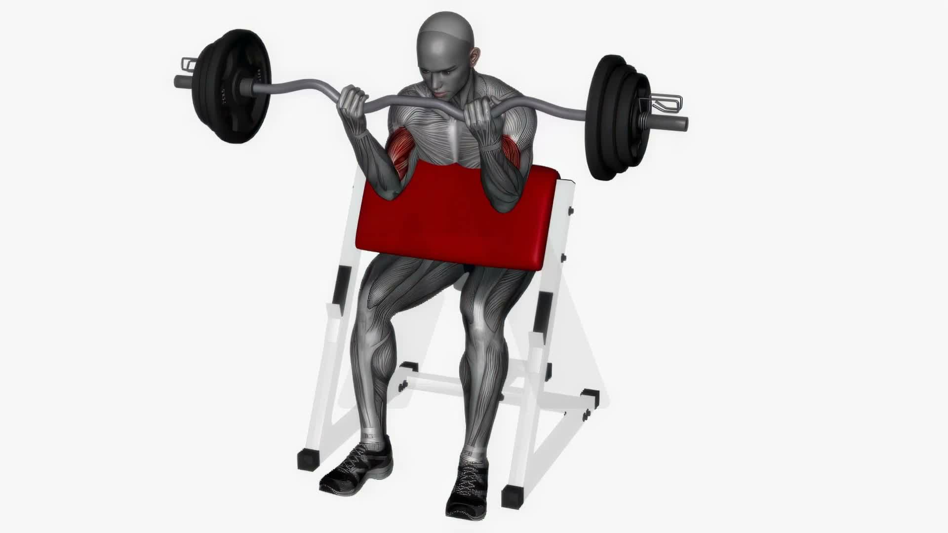 Preacher Curl Ez Bar exercise demonstration