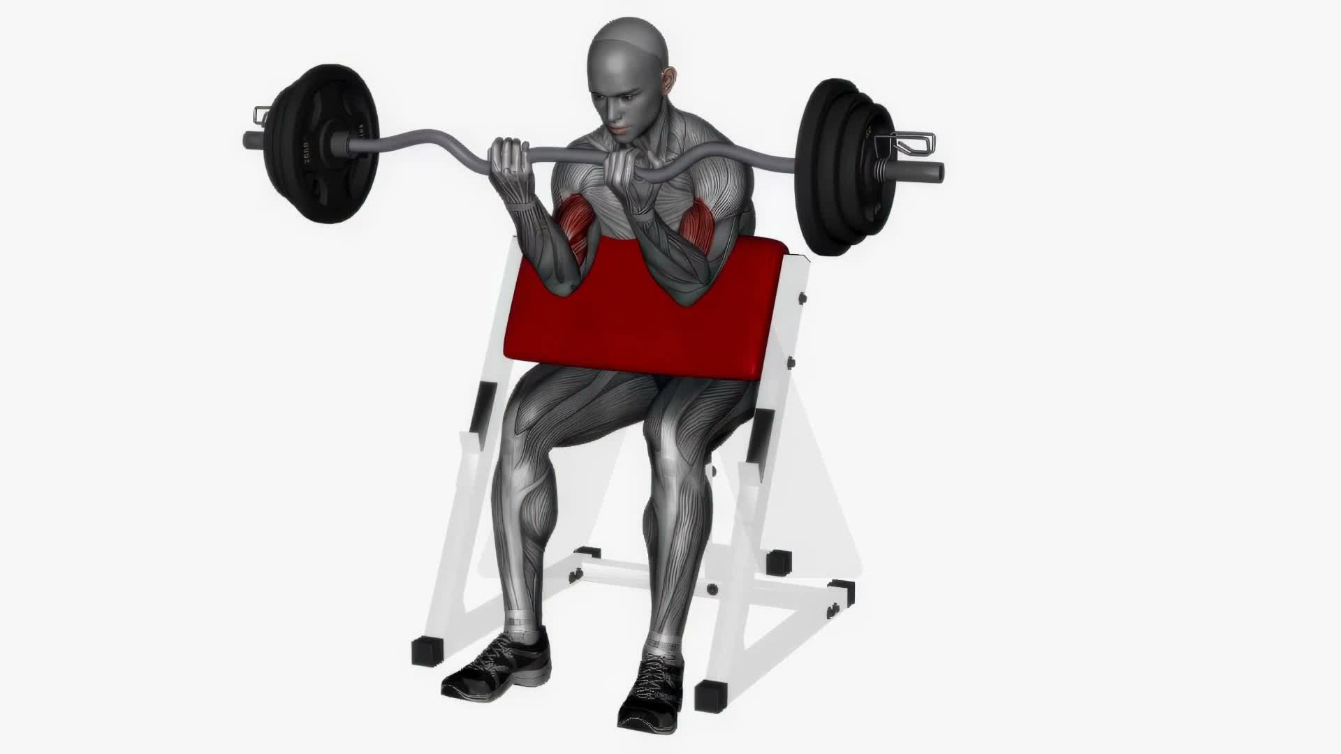 Preacher Curl Ez Bar Close Grip exercise demonstration