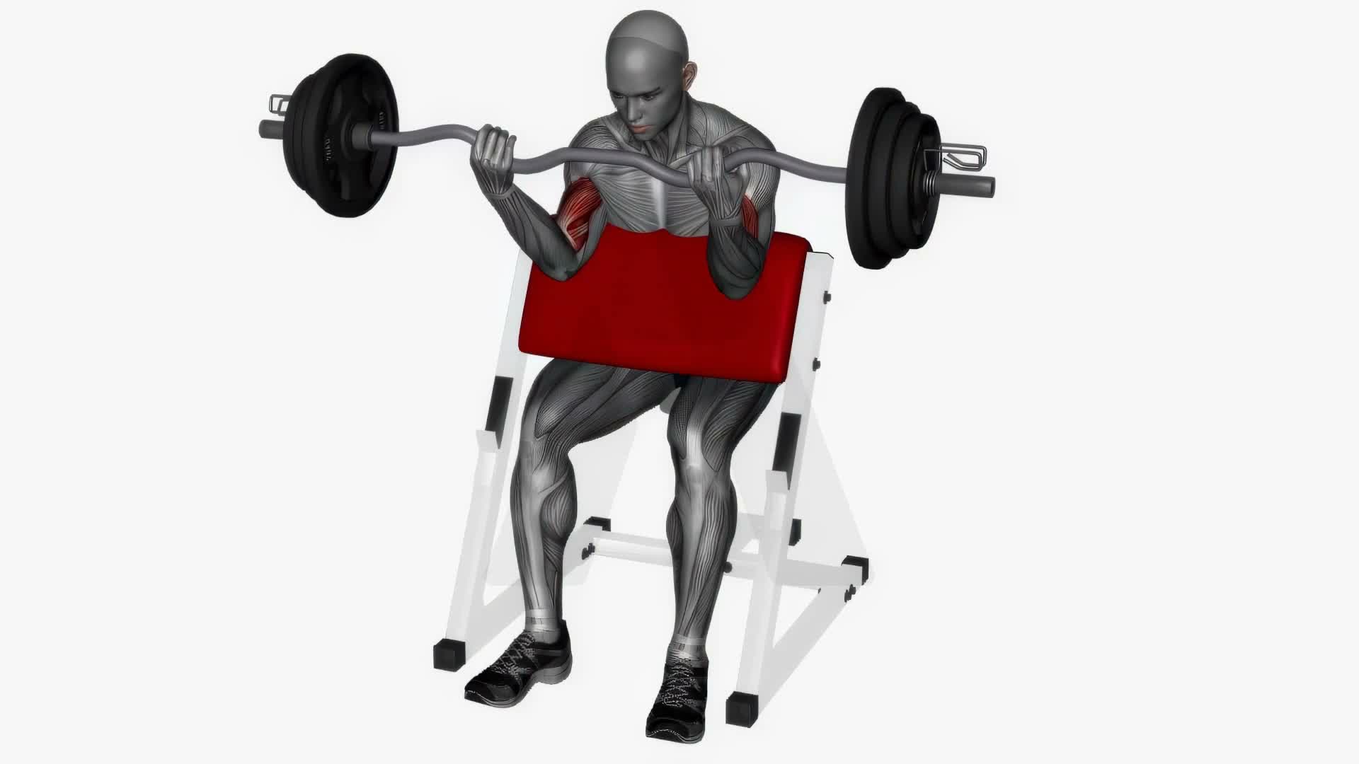 Preacher Curl Ez Bar Wide Grip exercise demonstration