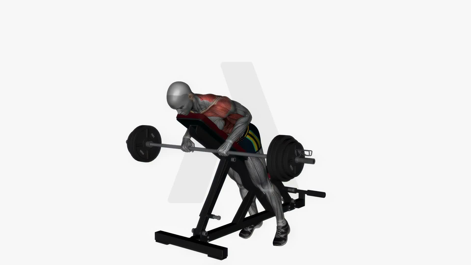Prone Bench Row Barbell Pronate Grip exercise demonstration