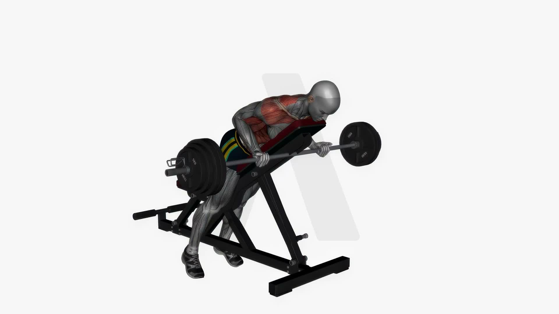 Prone Bench Row Barbell Reverse Grip exercise demonstration