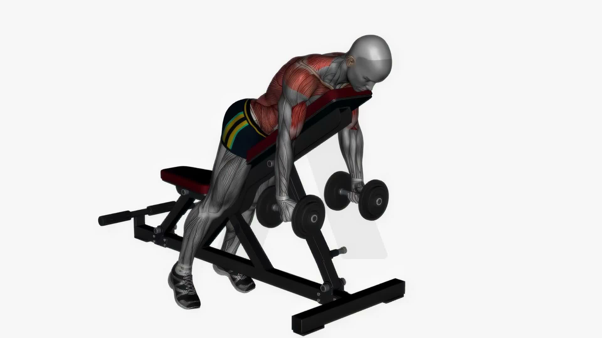 Prone Bench Row Dumbbells exercise demonstration