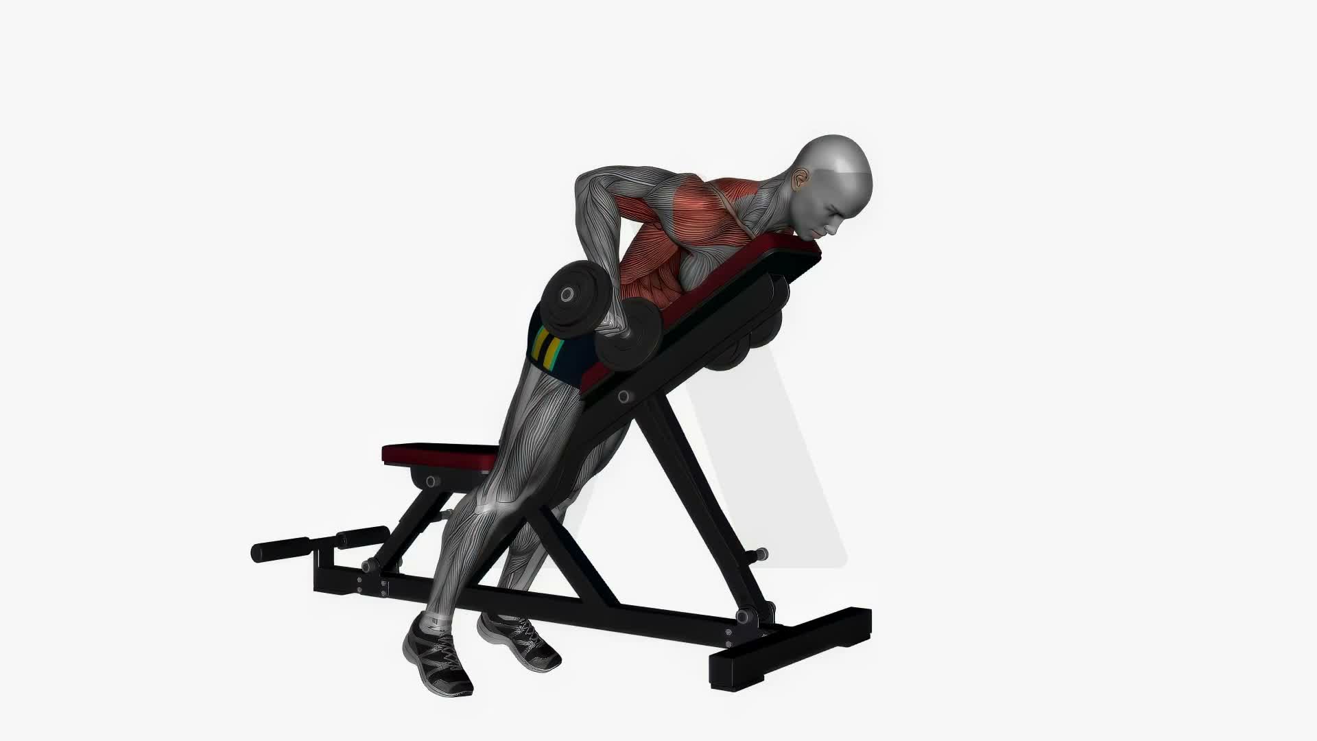 Prone Bench Row Dumbbells Pronated Grip exercise demonstration