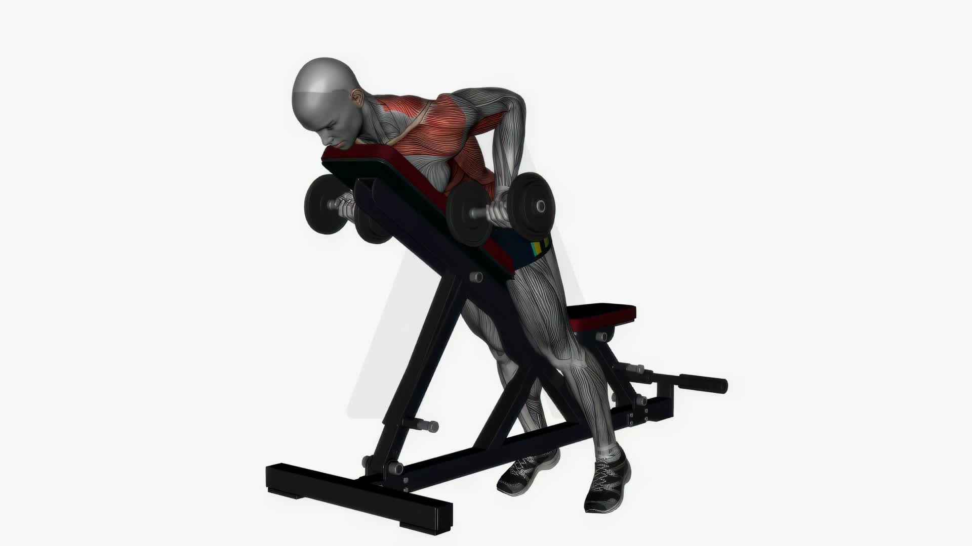 Prone Bench Row Dumbbells Supinated Grip exercise demonstration