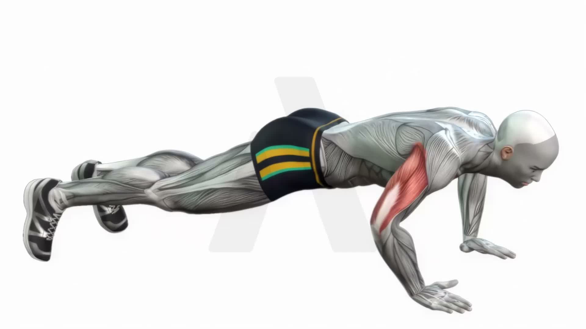 Push Ups Bodyweight exercise demonstration