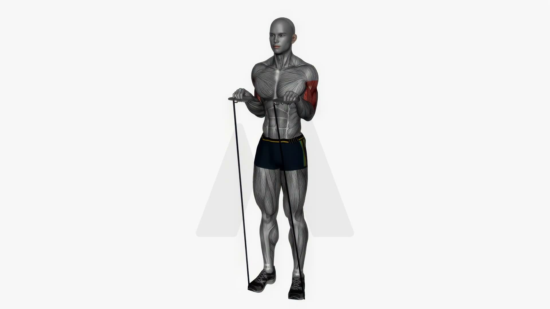 Reverse Grip Resistance Band Simultaneous exercise demonstration