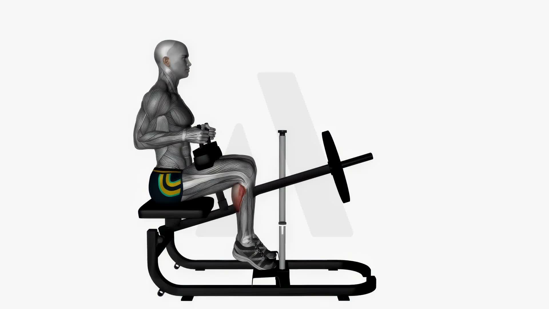 Seated Calf Machine exercise demonstration