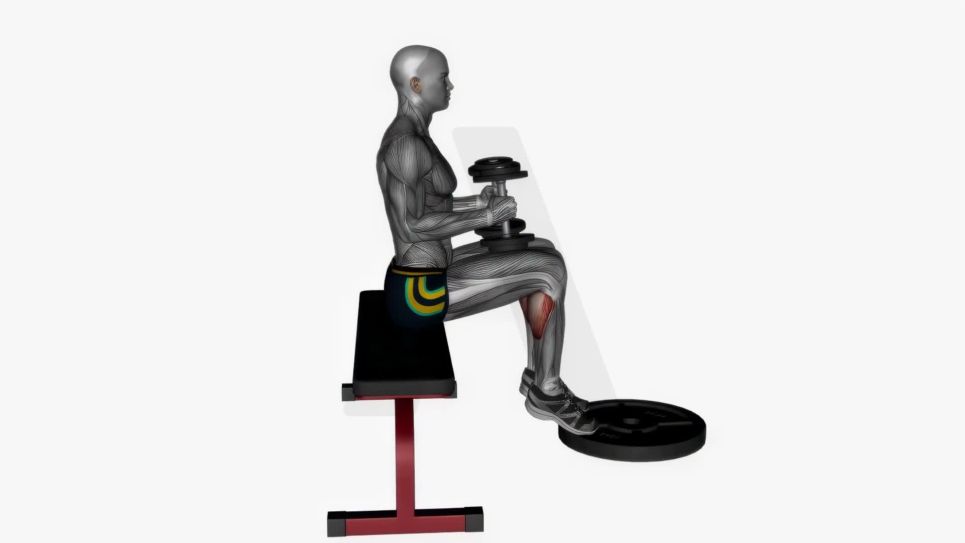Seated Calf Raises Dumbbell On Knee exercise demonstration