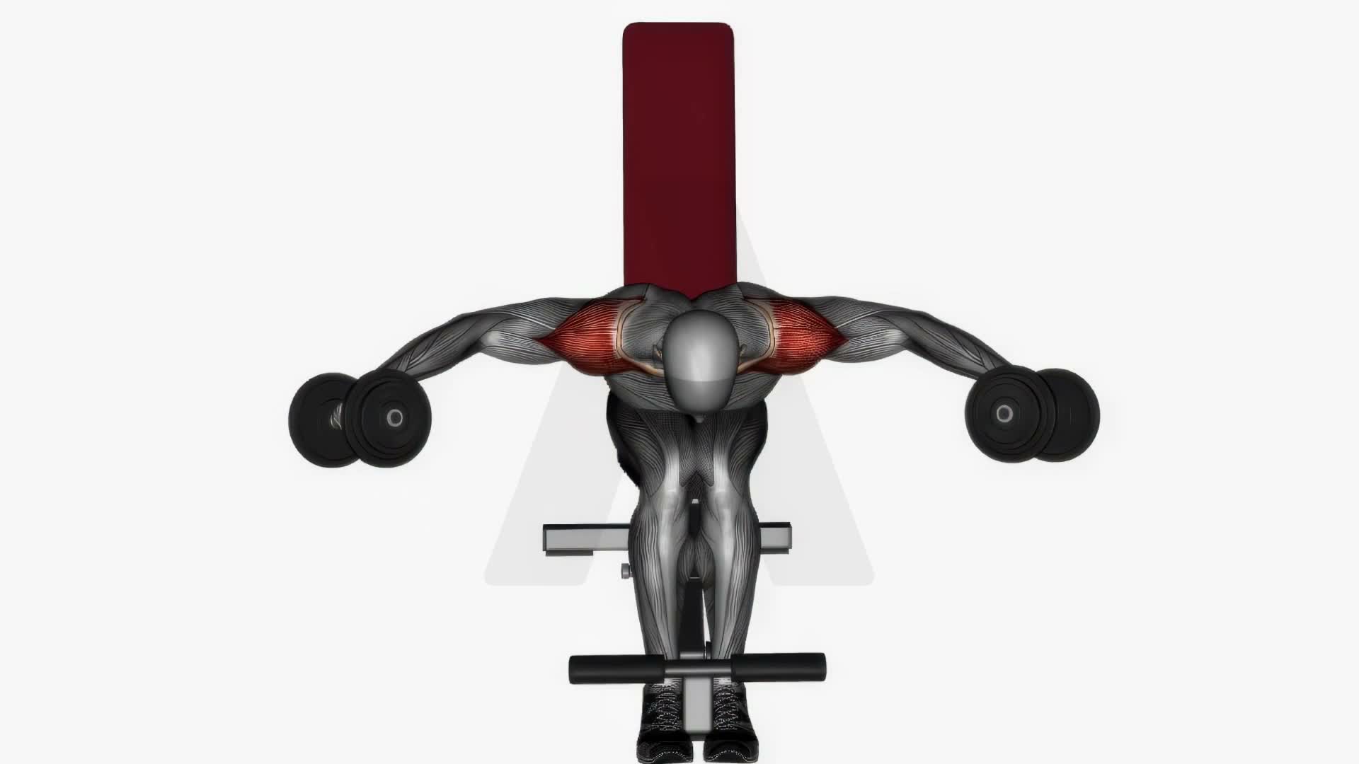 Seated Dumbbell Rear Delt Fly exercise demonstration