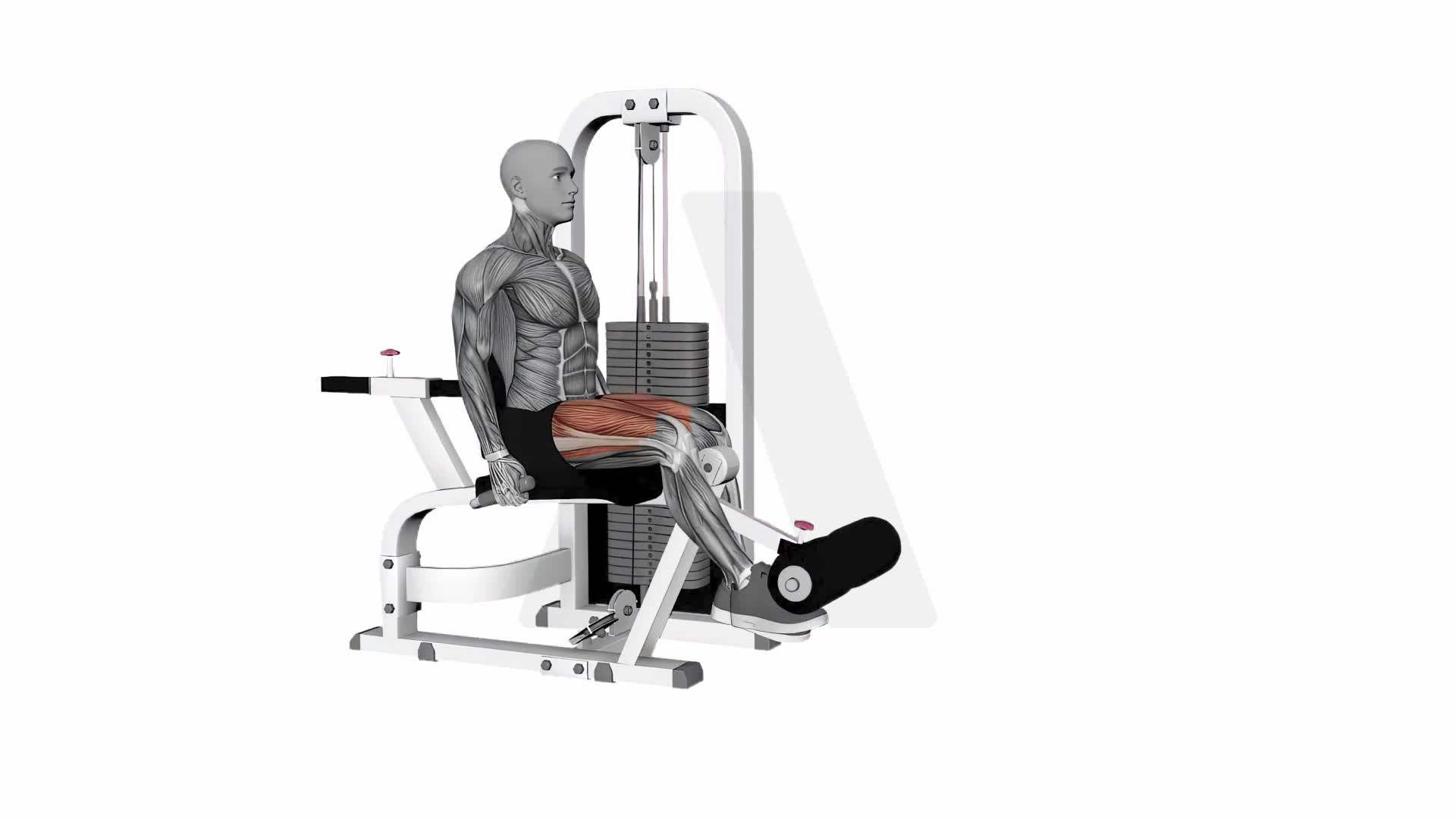 Seated Leg Extension Single Leg exercise demonstration