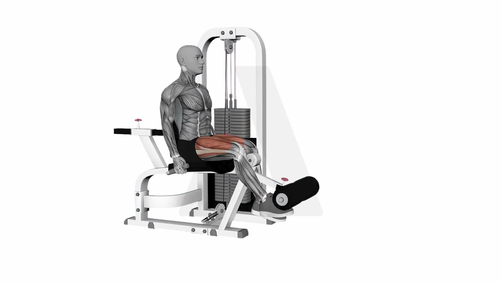 Seated Leg Extension Alternate Legs exercise demonstration